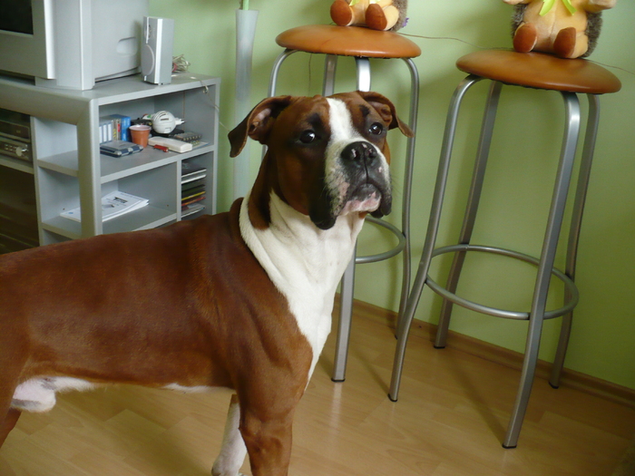 20 feb 2011 - Bobby 2011