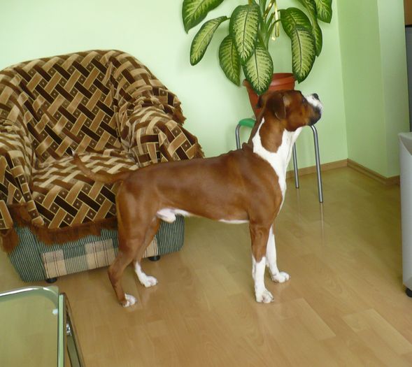 P1320658 - Bobby 2011
