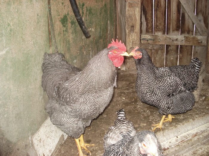 matca 2011 - BARAT ARHIVA