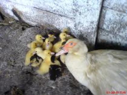 ratustele si mama lor; dsgddafvcx
