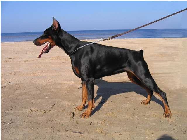 doberman