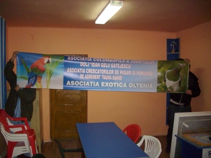 asciatia exotica