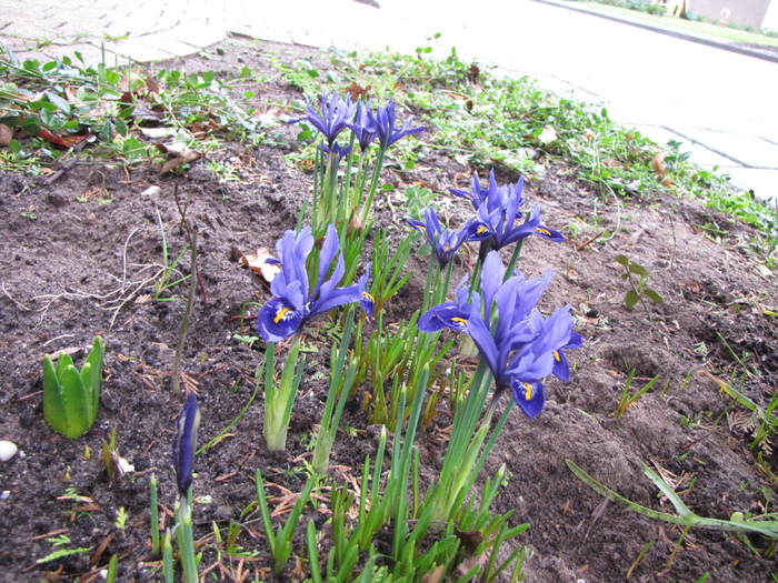 Iris Reticulata 11 feb 2011 (2) - irisi