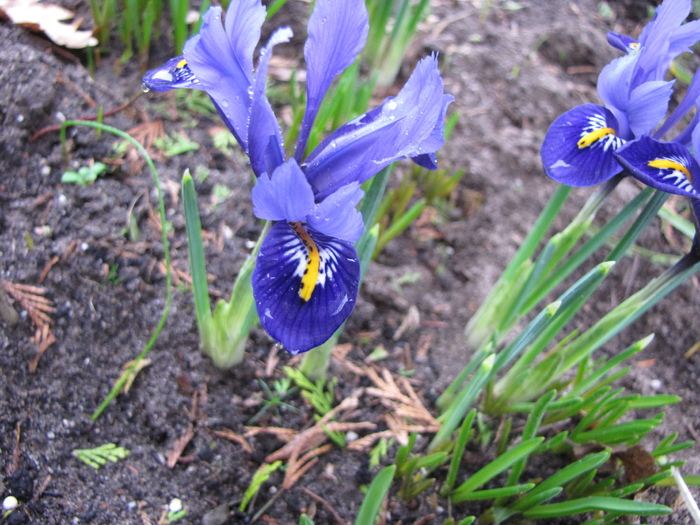 Iris Reticulata 11 feb 2011 (3) - irisi