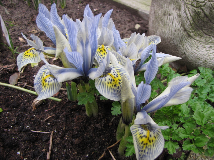 Iris Reticulata 18 feb 2011 (1)