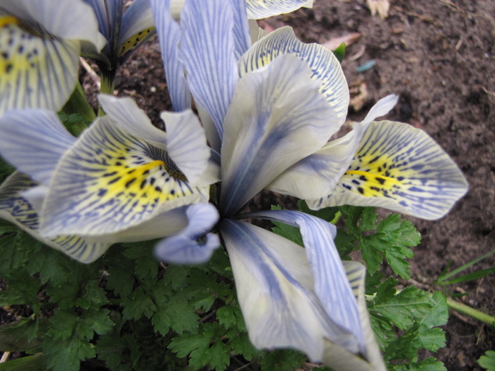 Iris Reticulata 18 feb 2011 (2)