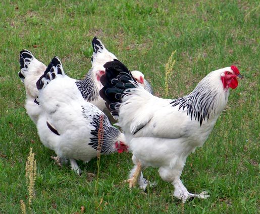 light-brahma-rooster - Kepek