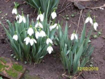 10845469_HIMUCFSLB - FLORI