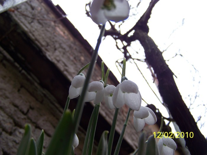 10845475_JTBKERCHR - FLORI