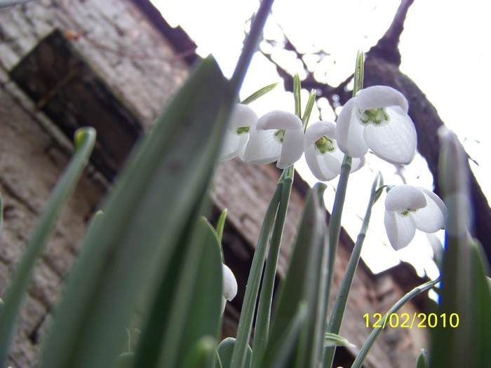 10845479_QQPNNKFUY - FLORI