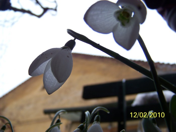 10845487_IAPARGQET - FLORI
