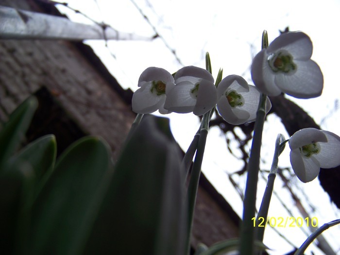 10845489_AKNZYEBFO - FLORI