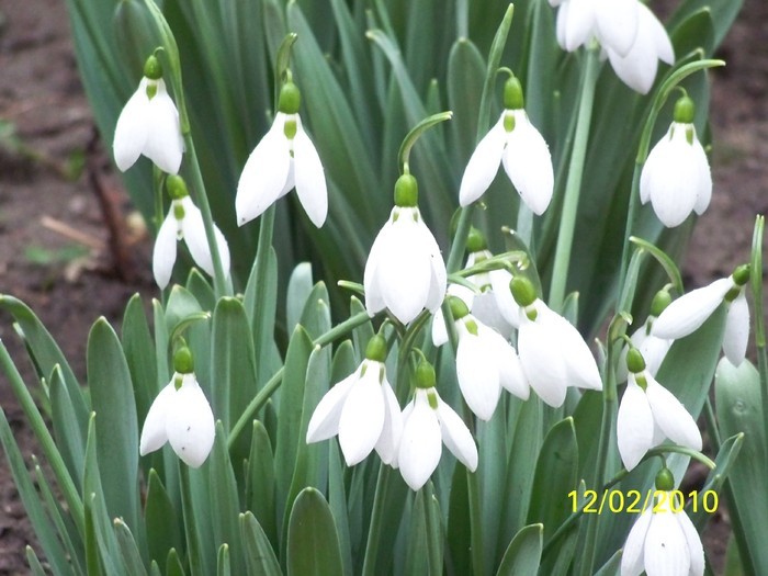 10845492_CRPLQTVGG - FLORI