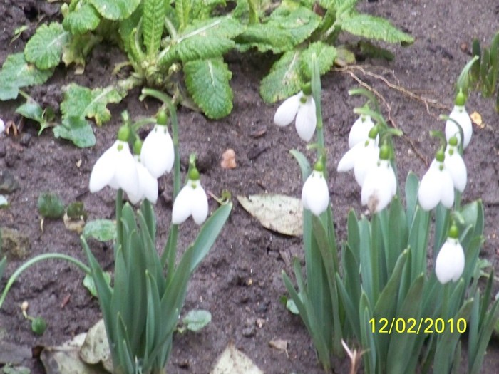10845495_YXEGGEWGV - FLORI