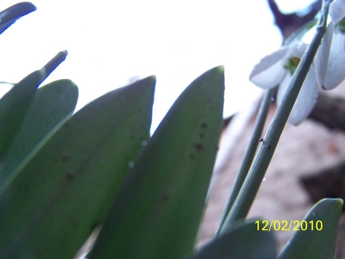 10845511_HNDRBBGCB - FLORI