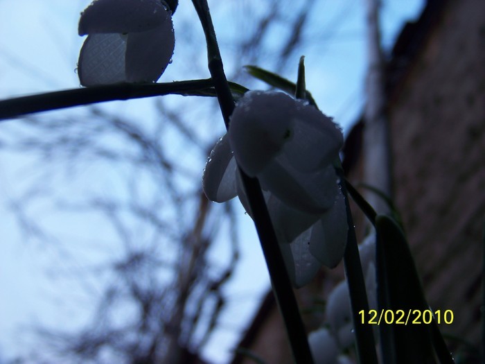 10845513_NTNKDUOTZ - FLORI