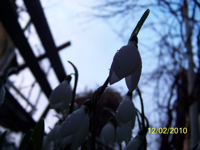 10845523_WXBYTHEXV - FLORI