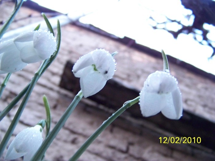 10845525_YEBUNNSYM - FLORI