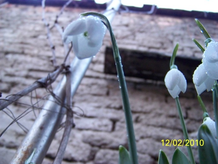 10845530_WNISMNTHB - FLORI