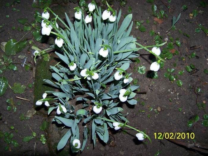 10845535_KLOMSNMMW - FLORI