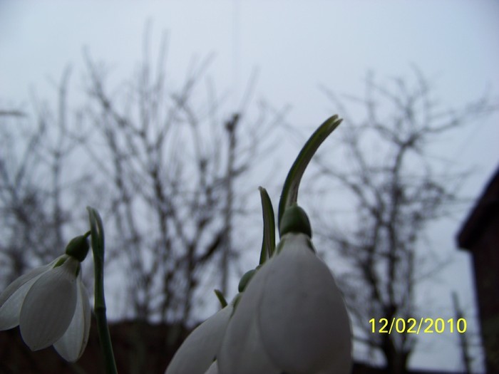 10845472_XURHNJVER - FLORI