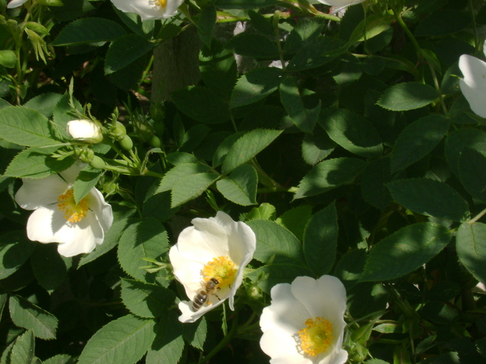 DSC07954 - gradina lui nenea jorj