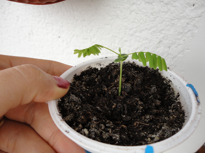 21.02.2011 - Albizia julibrissin