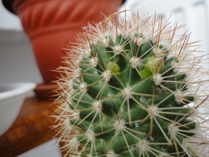DSC01447 - Cactusii mei