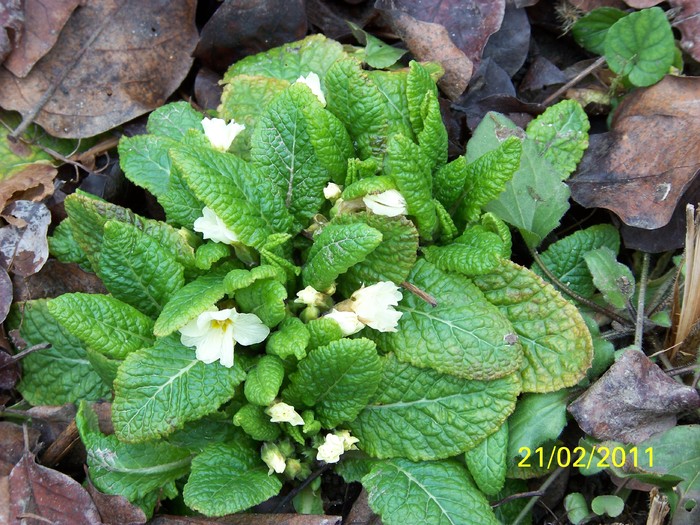 100_9205 - Iarna 2010  2011