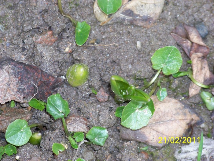 100_9221 - Iarna 2010  2011