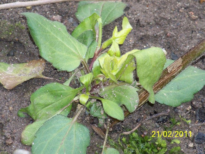 100_9225 - Iarna 2010  2011