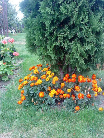 04 (143) - flori-cactusi-animalele din curte