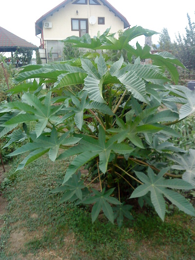 04 (158) - flori-cactusi-animalele din curte