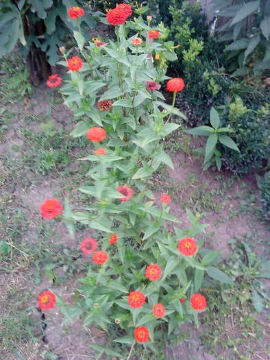 04 (161) - flori-cactusi-animalele din curte
