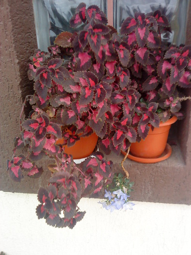 04 (171) - flori-cactusi-animalele din curte