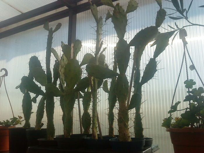 04 (59) - flori-cactusi-animalele din curte