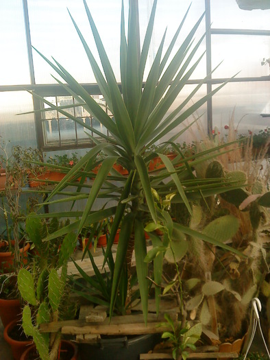 04 (60); yuca decembrie 2010
