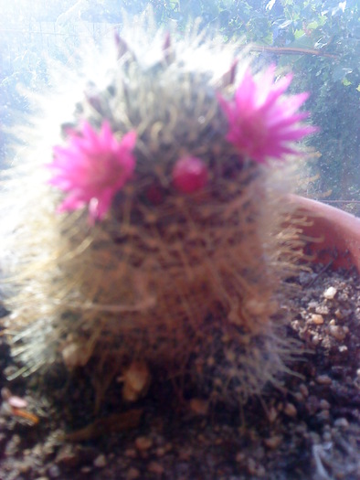 04 (117) - flori-cactusi-animalele din curte