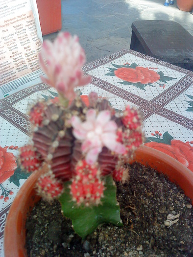 04 (118); cactus
