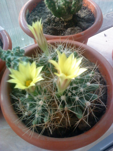 04 (119); castus
