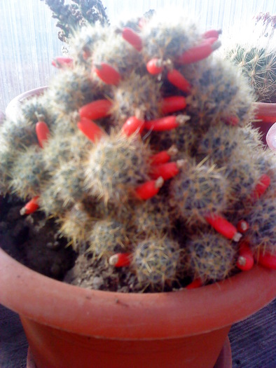 04 (120); cactus cu seminte
