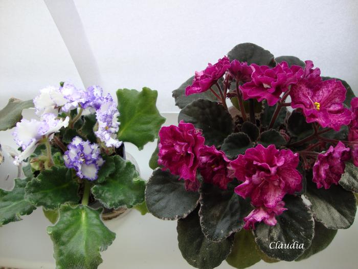 DSC02306 - 0 violete