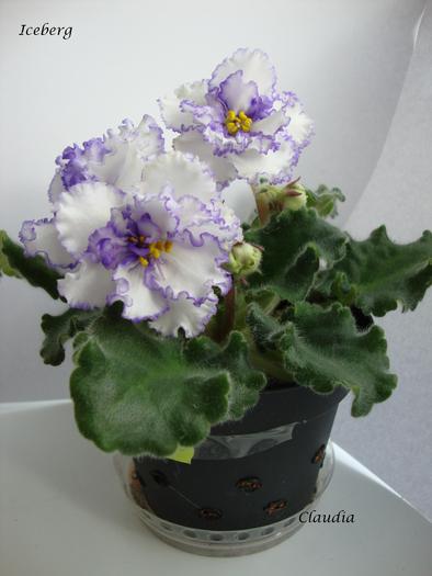 DSC02285 - 0 violete