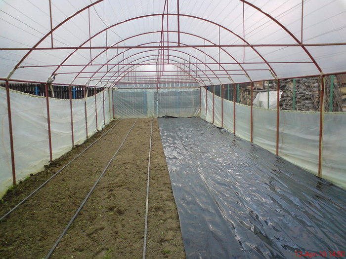 folie neagra & instalatie prin picurare