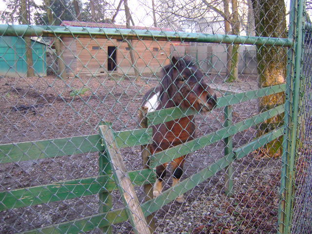 DSC04255 - TARGU JIU