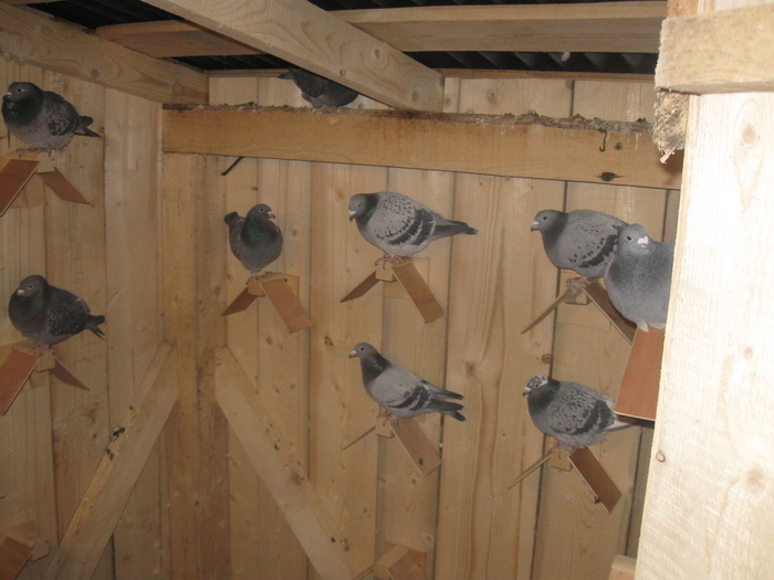 IMG_4360 - porumbei 2011