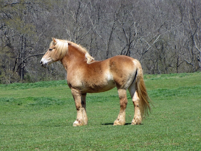 Belgian_draft_horse2