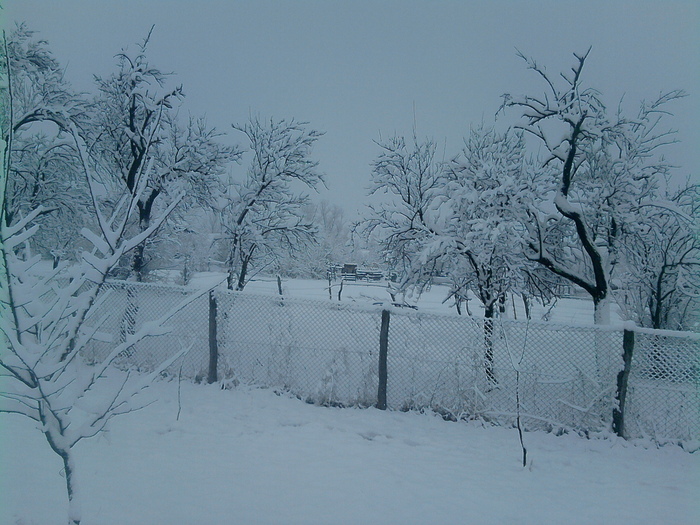copacii suporta iarna - Si totusi e Iarna