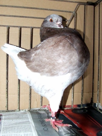 darius mascul1; Danese
