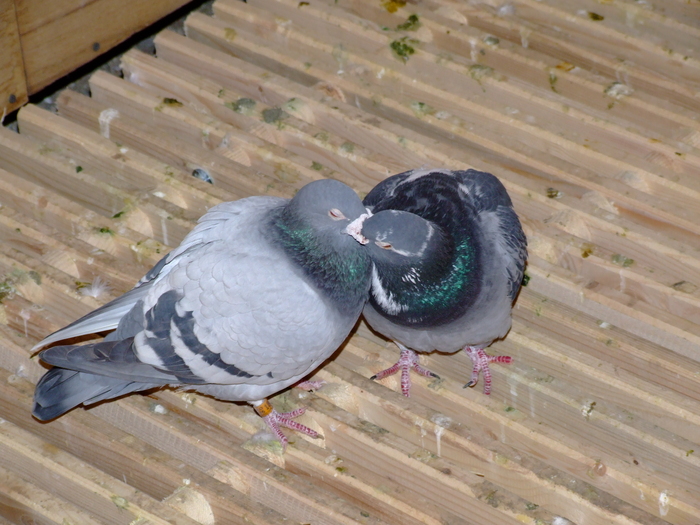 batrini da se iubesc